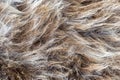 Animal pelt. Sheepskin. Natural fur texture. Shades of the brown background