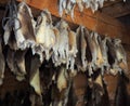 Animal Pelts Hanging On Rafters Royalty Free Stock Photo