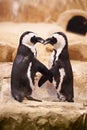 Animal, penguin and kissing at sea rocks for bonding with touch, together and affection at beach in New Zealand. Nature Royalty Free Stock Photo