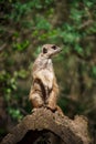 a large animal sitting on top of a tree stump in a forest