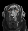 Black labrador retriever. Adult purebred dog isolated on black. Animal, pet