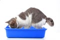 Animal pet cat litter box. Cat in studio. Domestic cat with blue litter box. Blue cat toilet. Blue pet wc with cat