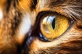Animal pet closeup mammal domestic kitten cat look fur eye cute