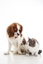 Animal pet friends. Cat and dog friends. Puppy and kitten together on white isolated studio background, Royalty Free Stock Photo