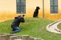 Animal photographer at work Royalty Free Stock Photo