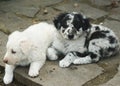 Two sheperd puppies dog resting in the backyard cute and funny puppiesdogs Royalty Free Stock Photo