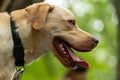 Animal photography. Happy and joyful yellow labrador on a walk in the forest