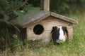 animal, pig, guinea pig, guinea, pet, house, home, wood, looking cute, rodent, brown, white, mammal, fur, pets, hamster, grass,