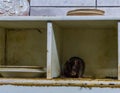 Animal plague in a old dirty kitchen, Rat and mouse pests, common home problems