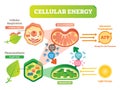 Animal and plant cell energy cycle vector illustration diagram with mitochondrion and chloroplast.