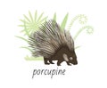 Animal porcupine isolated on white background. Tropical plants. Vector illustration