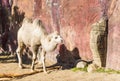 Animal portrait of a arabic beautiful white camel walking in the sand plains