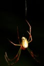 Back View of The Spider (Leucauge Blanda) Royalty Free Stock Photo