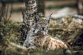 Animal portrait of a beautiful lynx outdoors in the forest.