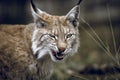 Portrait of a beautiful lynx outdoors in the wilderness