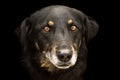 Black dog animal portrait