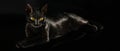 Animal portrait. Black lying cat with amber eyes on a black background. Beautiful stylish black purebred cat. Black cat