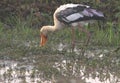 Busy Time of Wild Painted Stork under Sunrise