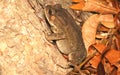 Climbing Asian Toad on The Tree with Rain Forest