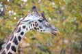 animal portrait close head giraffe funny chewing