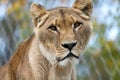 Animal portrait closeup lioness female oblique side Royalty Free Stock Photo