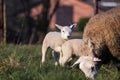An animal portrait of a couple of cute white lambs running and playing around an brown wooly adult sheep in a grass field or Royalty Free Stock Photo