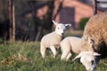 An animal portrait of a couple of white cute lambs running and playing around an brown wooly adult sheep in a grass field or Royalty Free Stock Photo