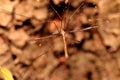 Crane Fly on The Spiderweb Royalty Free Stock Photo