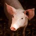 Young pig in sty Royalty Free Stock Photo