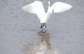 Dancing Little Egret with Rainforest