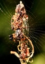 The Face of The Spider (Cyclosa Octotuberculata) on Spiderweb