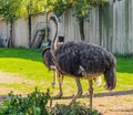 Animal portrait of a female common ostrich, a big flightless bird from Africa Royalty Free Stock Photo