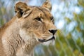 animal portrait female lioness extreme closeup predator Royalty Free Stock Photo
