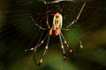 Front Face of The Spider (Nephila Clavata)