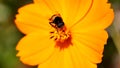 Giant Hoverfly on The Flower