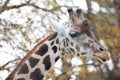 animal portrait giraffe head closeup chewing funny