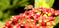 Harvest of Honey Bee (Apis Cerana) on The Flowers Royalty Free Stock Photo