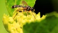 Horsefly (Takaomyia Sexmaculata) on The Plant