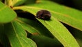 Hungry Black Scarabaeid Beetle on Leaves