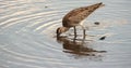 Hungry Eastern Curlew with Rainforest
