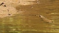 Hunting Time for Crocodile under Water at Rain Forest Royalty Free Stock Photo