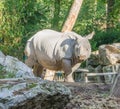 Animal portrait of a indian rhinoceros rare endangered species Royalty Free Stock Photo