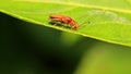 An Insect (Lycocerus Vitellinus) on The Leaves