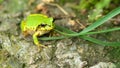 Japanese Tree Frog on The Ground Royalty Free Stock Photo