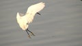 Before Landing for Little Egret with Rain Forest