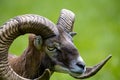 Animal Portrait of a majestic Mouflon male (Head Closeup - Ovis Orientalis) with big curvy horns - popular trophy Royalty Free Stock Photo