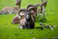 Animal Portrait of a majestic Mouflon male (Head Closeup - Ovis Orientalis) with big curvy horns - popular trophy Royalty Free Stock Photo