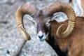 Animal Portrait of a majestic Mouflon male (Head Closeup - Ovis Orientalis) with big curvy horns, standing on a rock Royalty Free Stock Photo