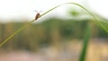 Melancholy Japanese Pectocera Hige on The Leaves