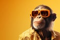 Animal portrait monkey ape primate Royalty Free Stock Photo